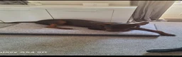 Chinese Red Dog dogs for sale: Chinese red dog for sell - Advert 3