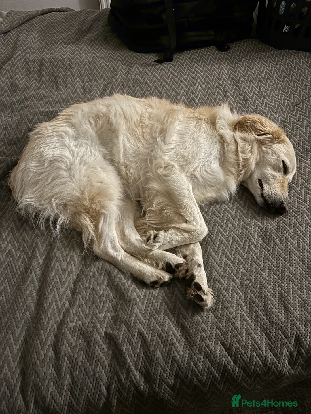 Mixed Breed dogs for sale: Gentle 6yo rehome - Advert 8