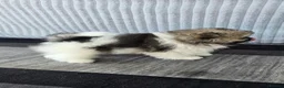 Pomeranian dogs for sale: Particolour Poms - Advert 36