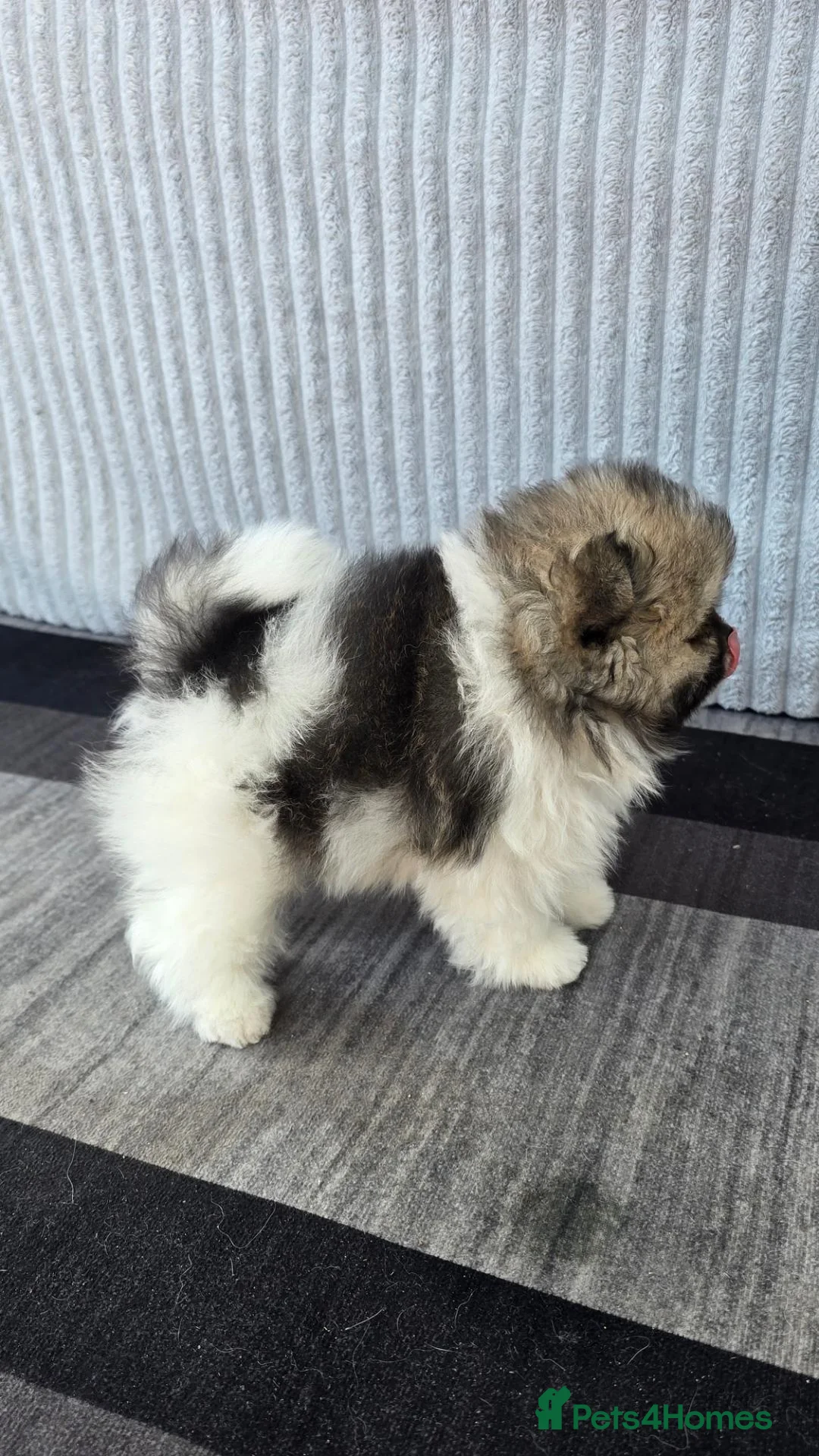 Pomeranian dogs for sale: Particolour Poms - Advert 36