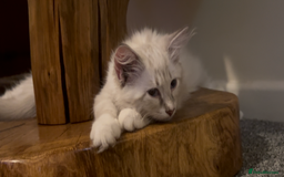 Siberian cats for sale: Siberians with wonderful personalities  - Image 5