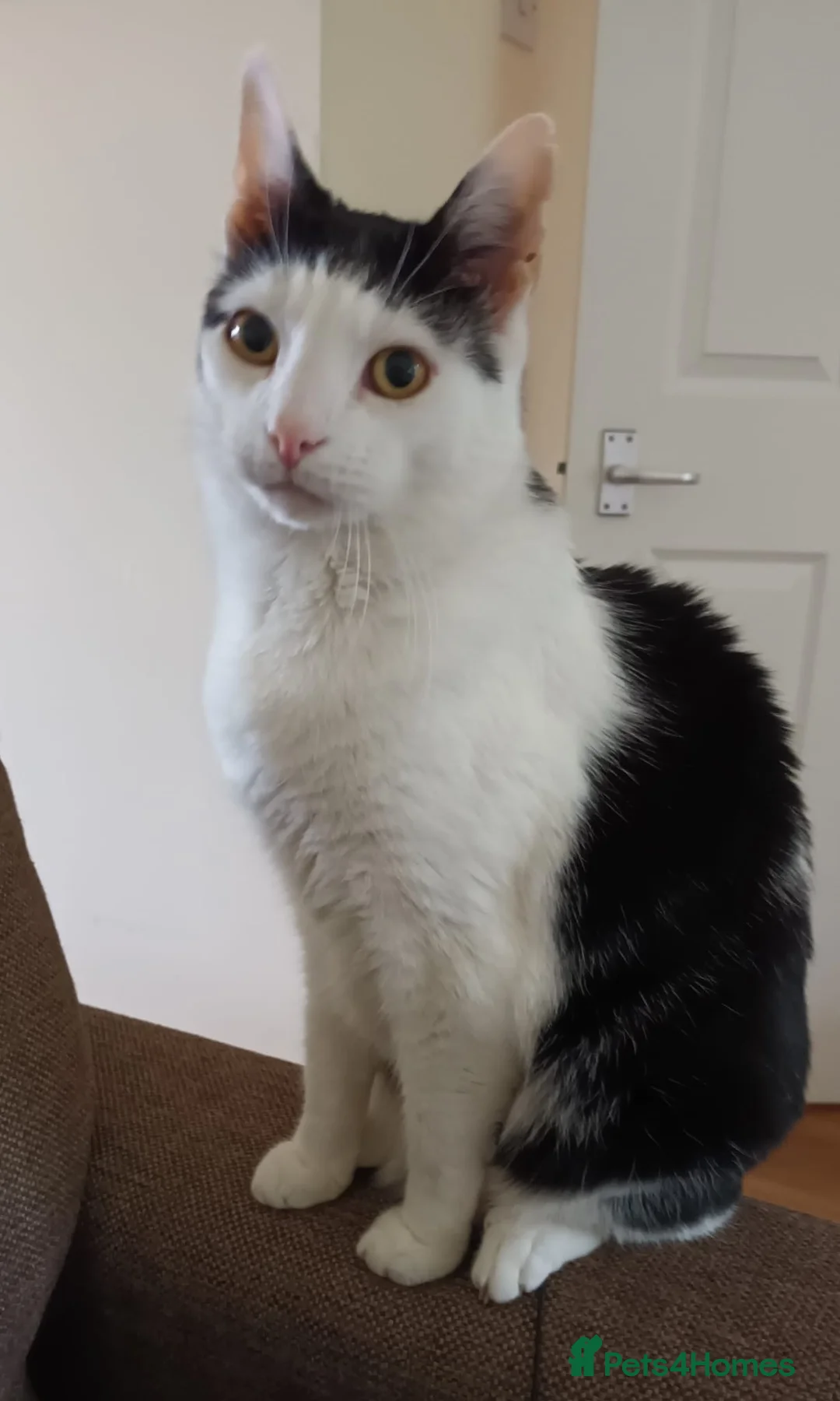 Domestic Shorthair cats for adoption: Timmy, 9 year old gentleman  - Advert 1