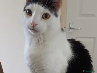 Domestic Shorthair cats Timmy, 9 year old gentleman - Advert 5