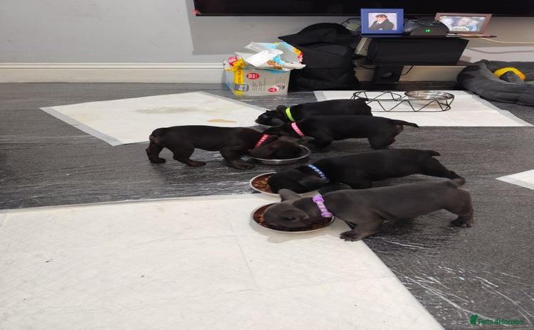 French Bulldog dogs French bulldog puppies READY TO LEAVE NOW - Advert 8