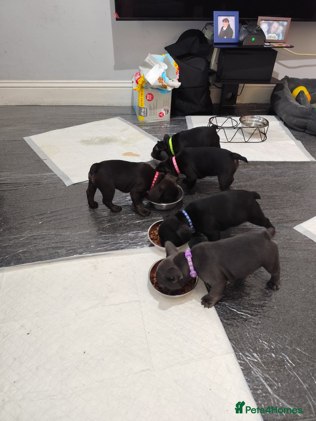 French Bulldog dogs for sale: French bulldog puppy READY TO LEAVE NOW - Advert 2