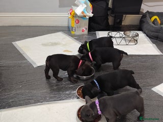 French Bulldog dogs French bulldog puppies READY TO LEAVE NOW - Advert 16