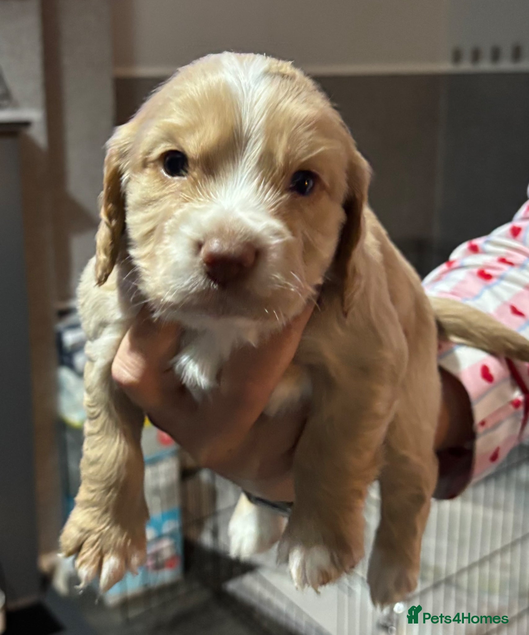 Cocker Spaniel dogs Cocker spaniel puppies for sale  - Advert 2