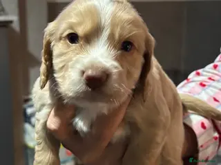 Cocker Spaniel dogs Cocker spaniel puppies for sale - Advert 2