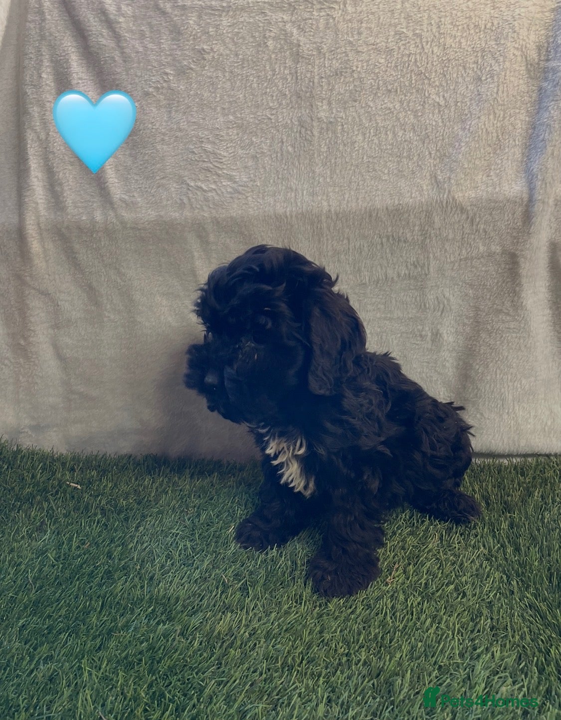 Cockapoo dogs Beautiful cockapoos⭐️ - Advert 2