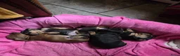 Miniature Dachshund dogs for sale: Minature Dachshund  - Advert 20