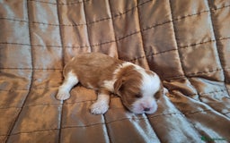 Cavalier King Charles Spaniel dogs for sale: Benton Cavaliers  - Image 9