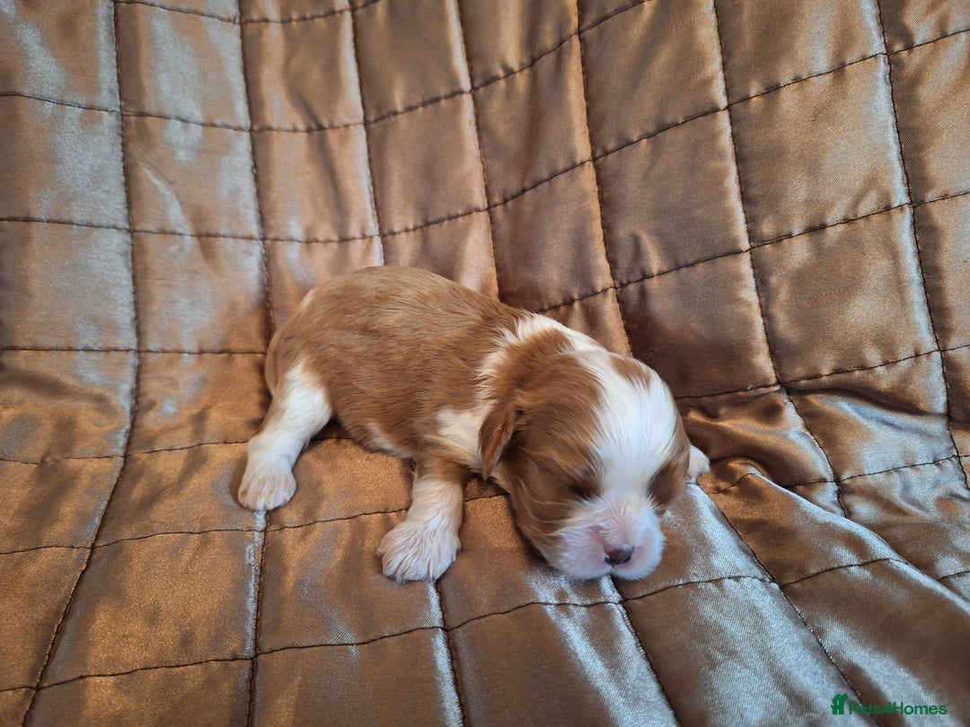 Cavalier King Charles Spaniel dogs for sale: Benton Cavaliers  - Image 9
