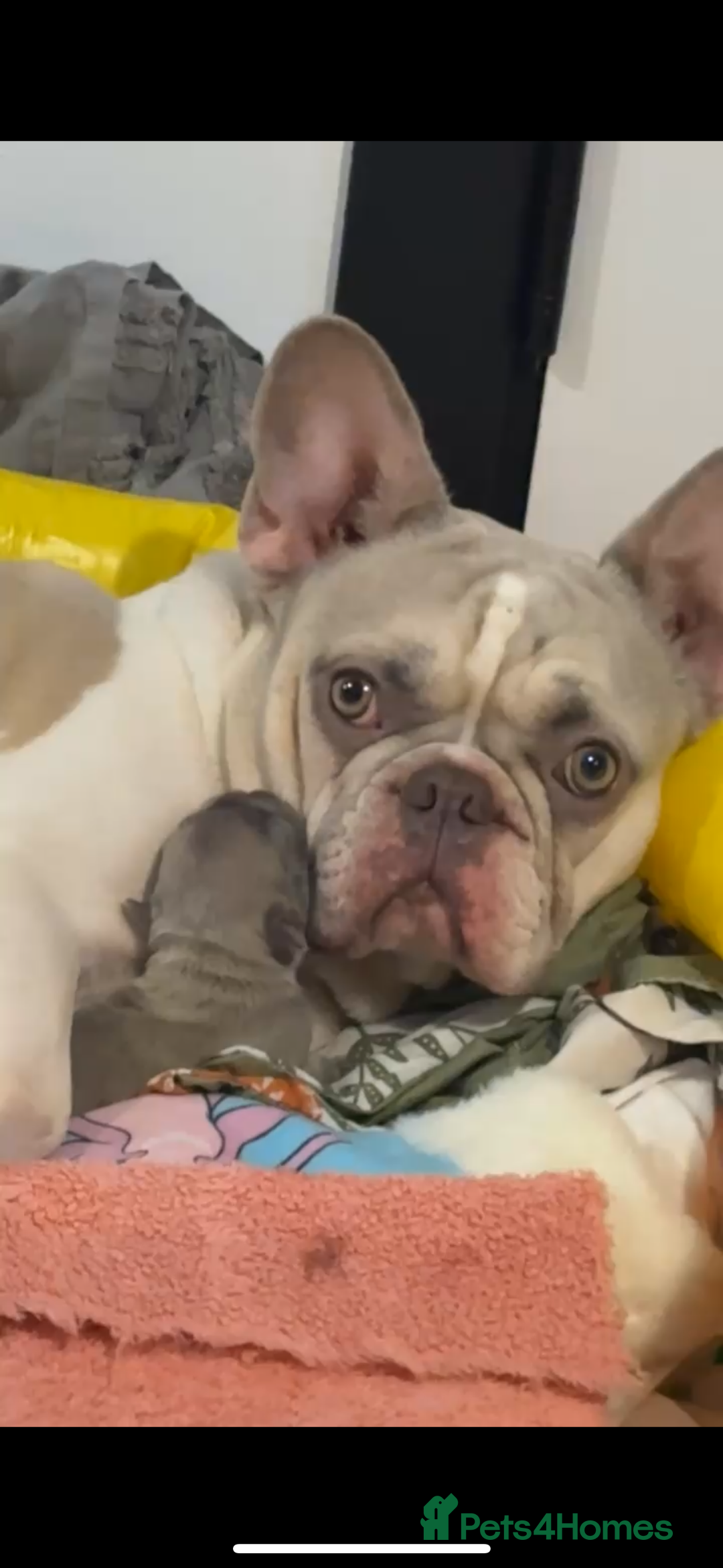 French Bulldog dogs for sale: French Bulldog Puppy  - Advert 6