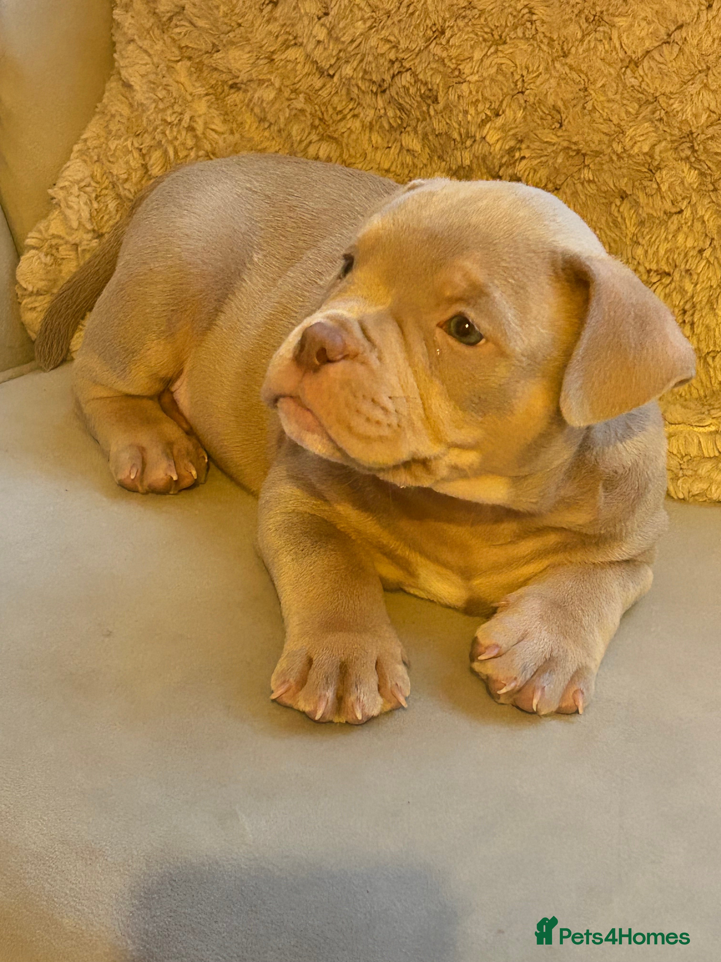 American Bully dogs Abkc Registered💖💙 micro pockets - Advert 15