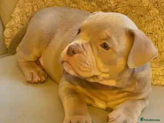 American Bully dogs Abkc Registered💖💙 micro pockets - Advert 15