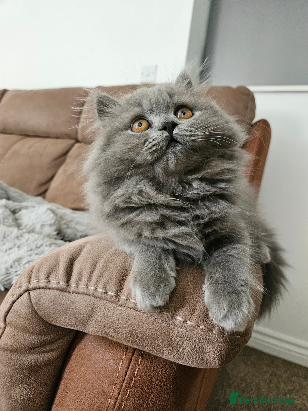 British Longhair cats for sale: Gorgeous GCCF long-haired British girl  - Image 11