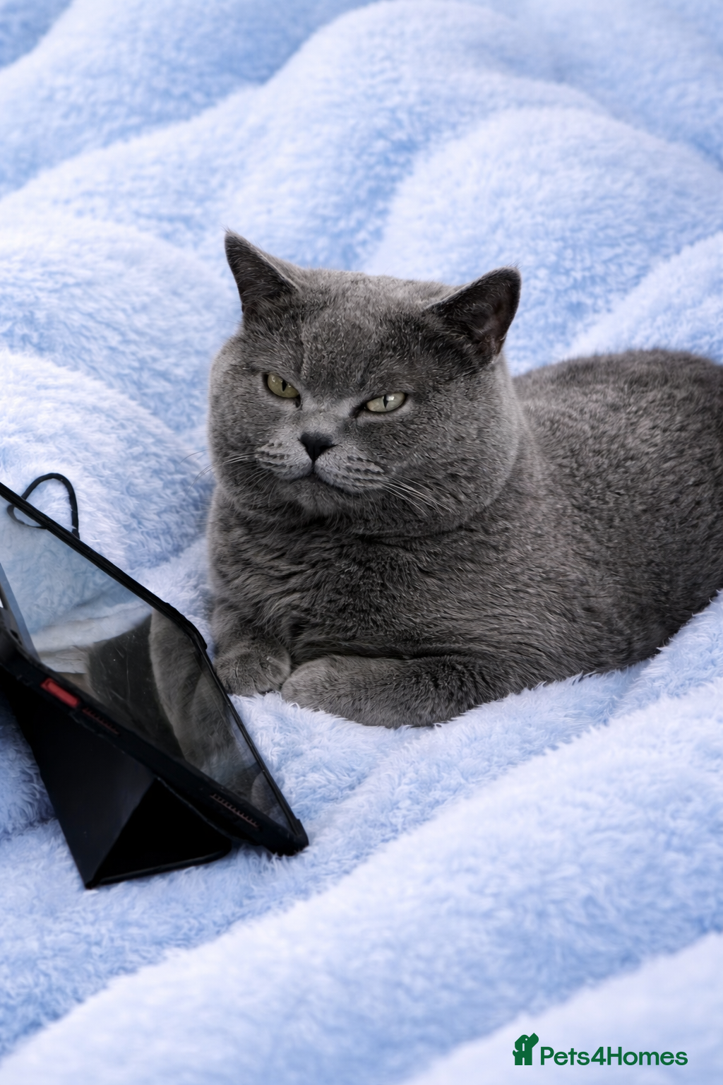 British Shorthair cats Limited Time British Shorthair Blue Stud Offer - Advert 2