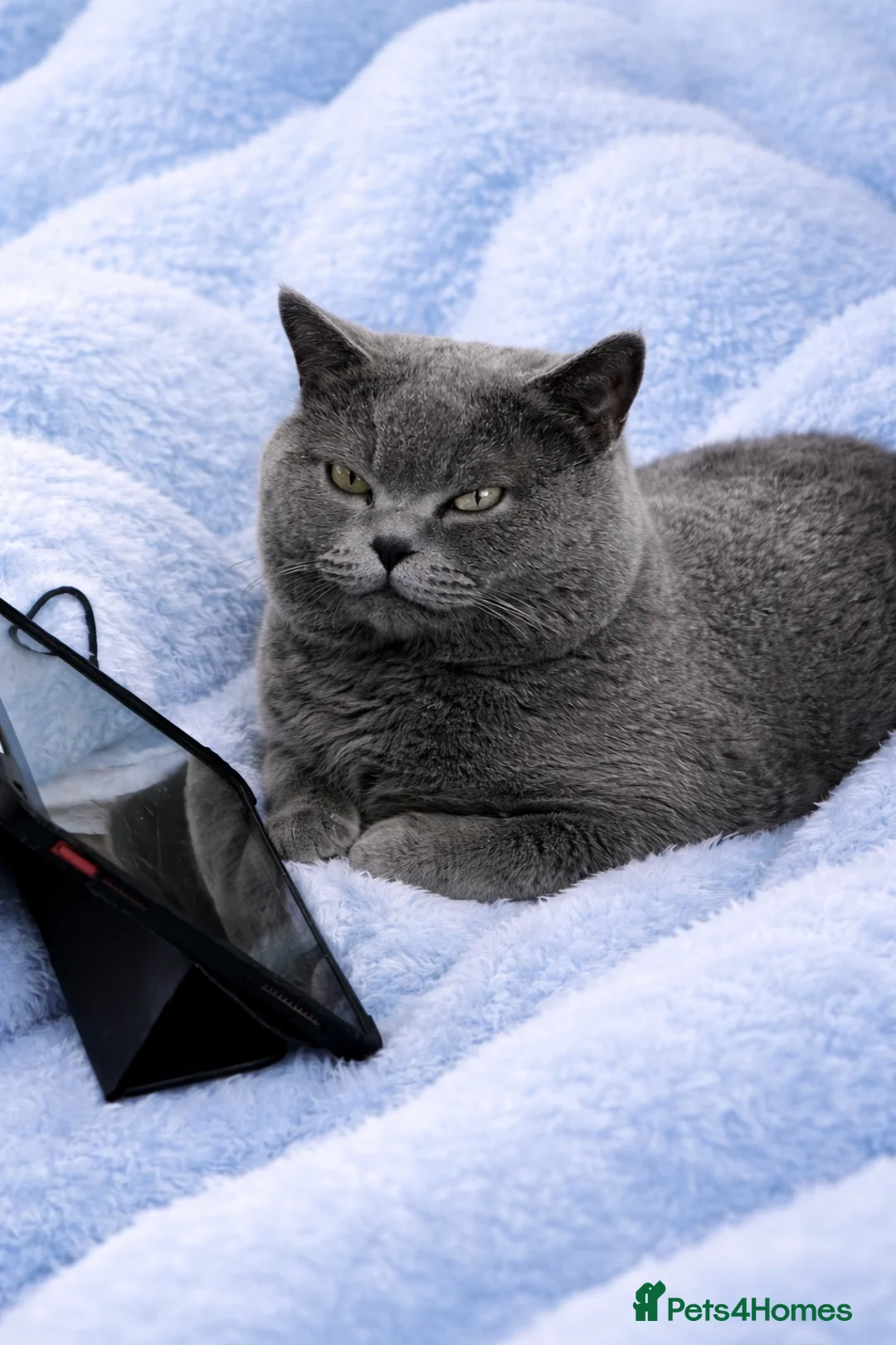 British Shorthair cats for stud: Limited Time British Shorthair Blue Stud Offer - Advert 1