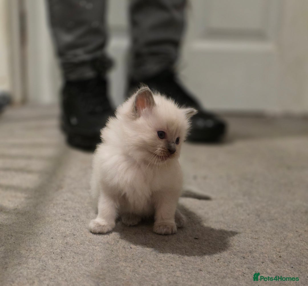 Ragdoll cats for sale: Pure ragdoll kittens  - Advert 7