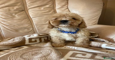 Cavapoo dogs - Advert 15