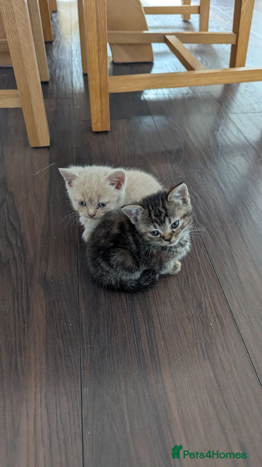British Shorthair cats for sale: British shorthair  - Advert 4