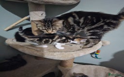 Mixed Breed cats for sale: Mixed kittens ready for their new home - Image 11