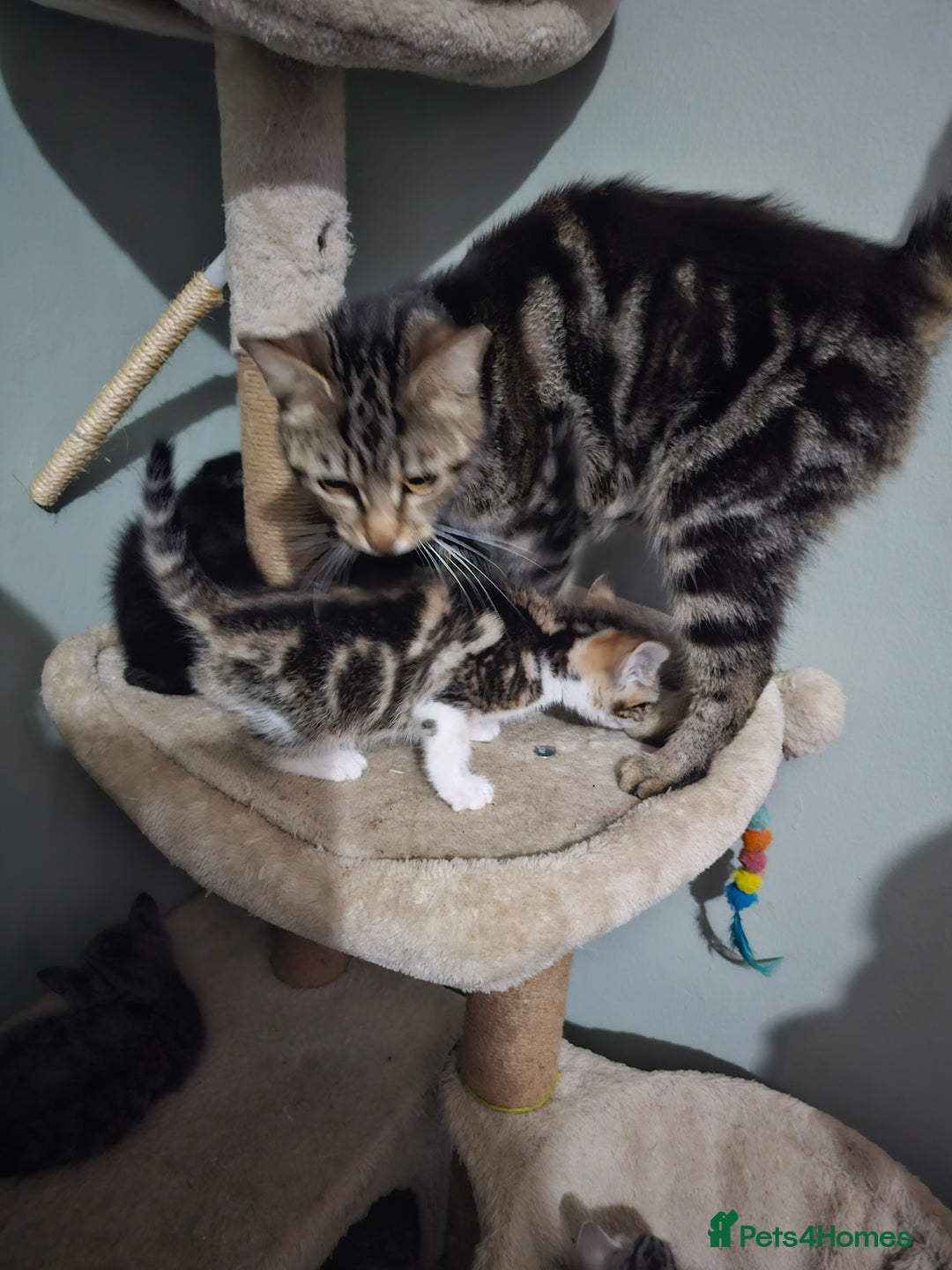 Mixed Breed cats for sale: Mixed kittens ready for their new home - Image 11
