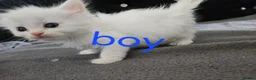 Mixed Breed cats for sale: Kittens  - Advert 4