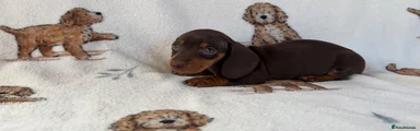 Dachshund 5