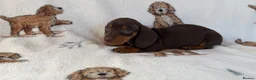 Dachshund dogs for sale: Dachshund puppies for sale  in Basildon - Advert 12