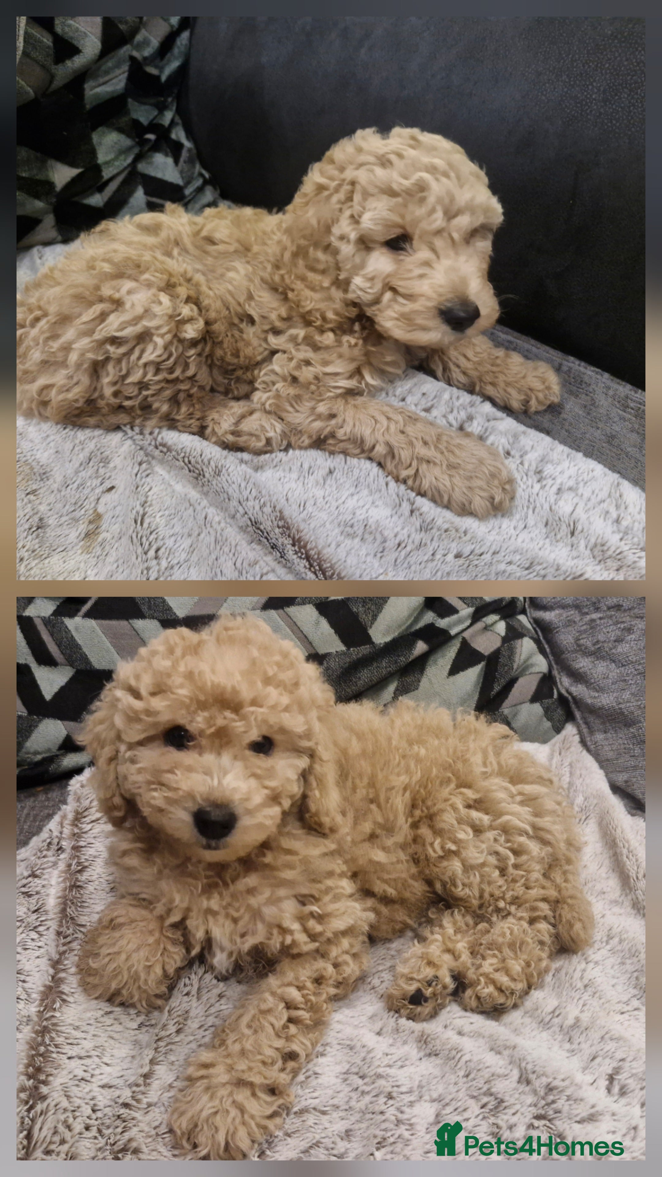 Cockapoo dogs  2 LEFT, READY NOW Health checked Cockapoo F2B - Advert 12