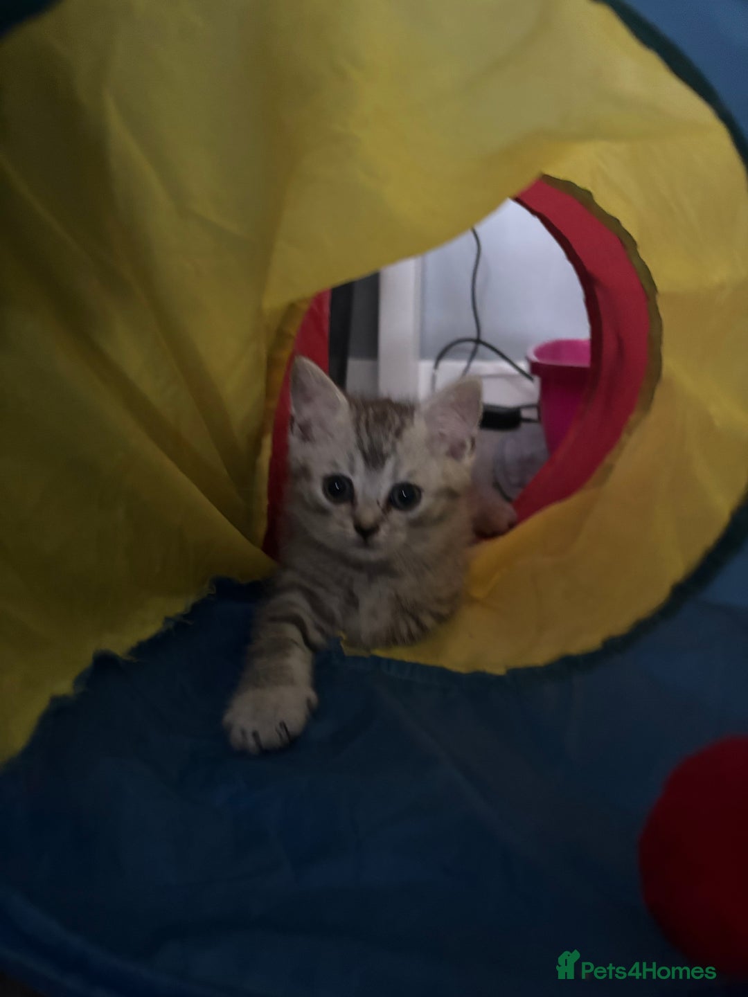 Scottish Fold cats for sale: Scottish fold kittens  - Image 4