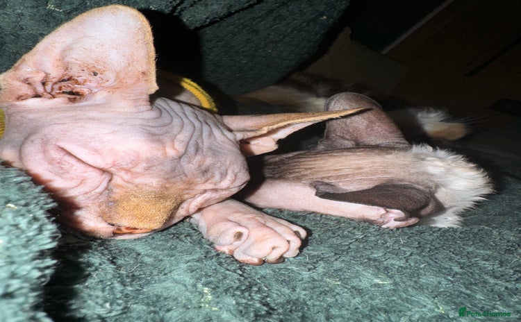 Sphynx cats - Advert 3