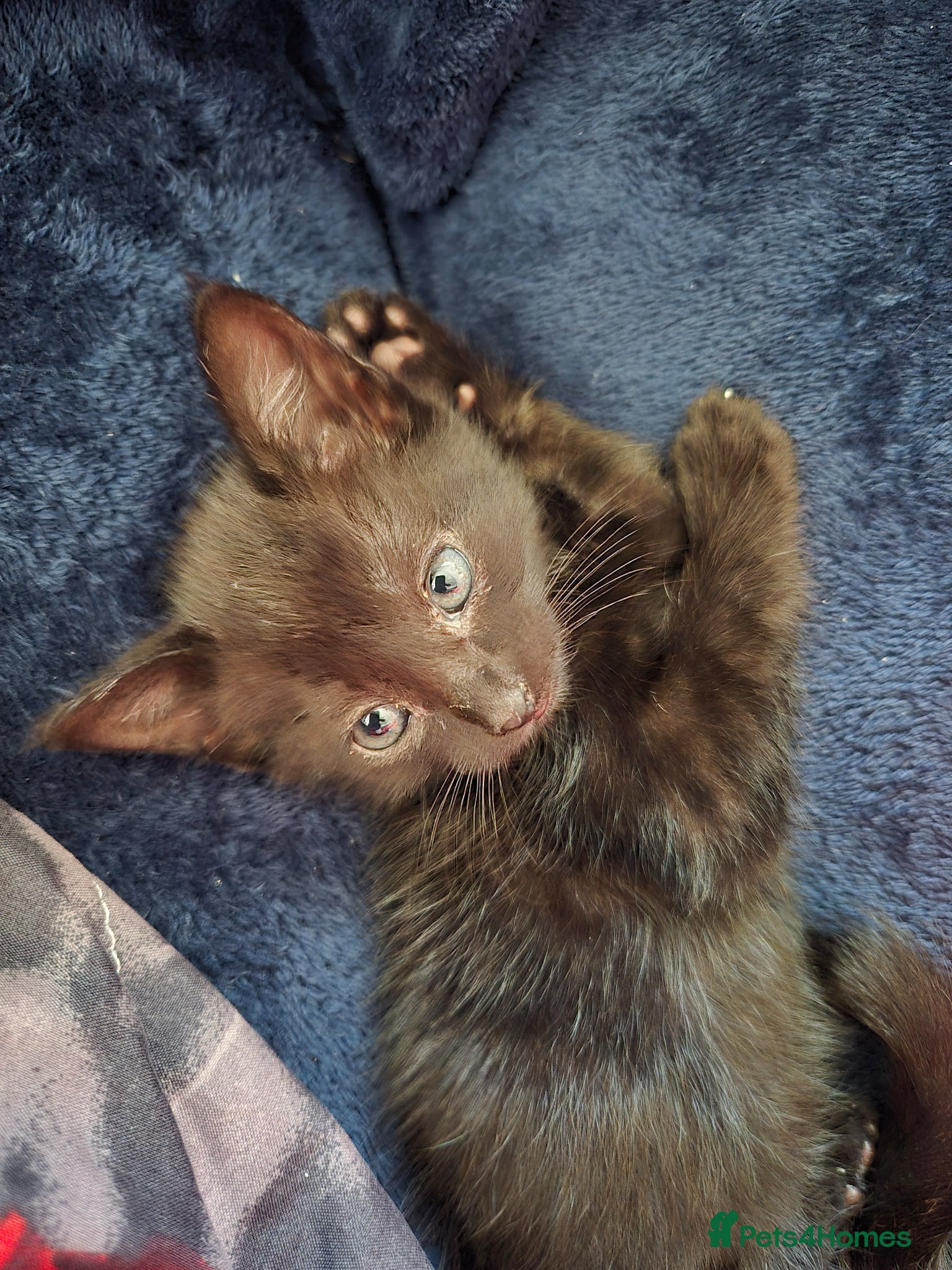 Mixed Breed cats Kittens for sale  - Advert 6