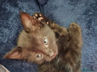 Mixed Breed cats Kittens for sale - Advert 1