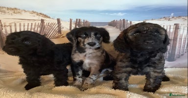 Poodle dogs - Advert 16