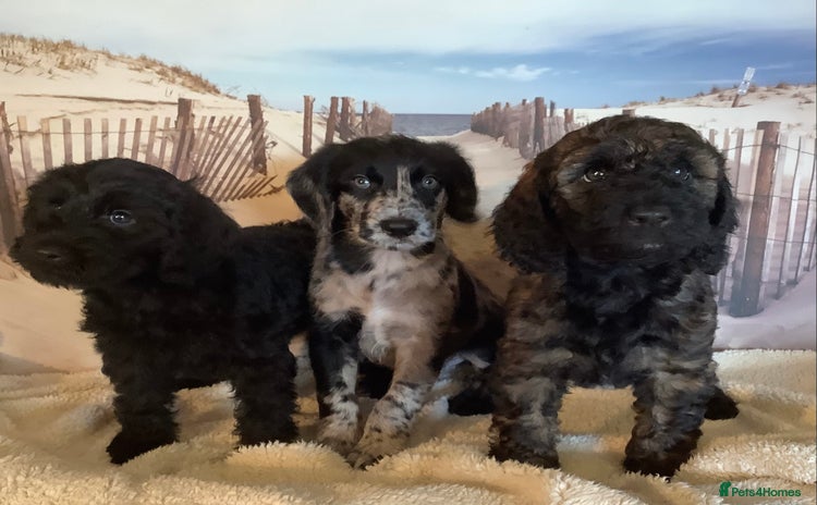 Poodle dogs - Advert 6