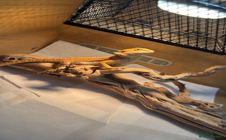 Bearded Dragon reptiles - Advert 1