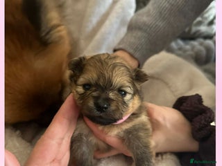 Pomeranian dogs Pomerian puppies - Advert 16