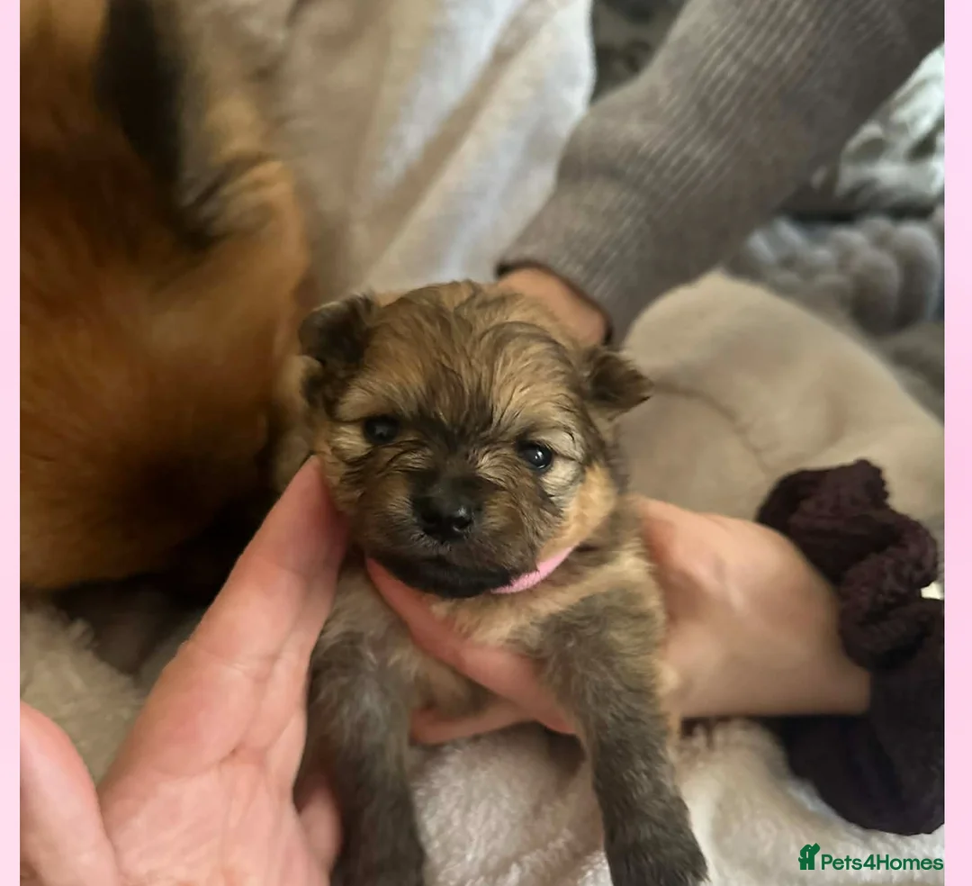 Pomeranian dogs for sale: Pomerian puppies  - Advert 6