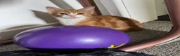 Mixed Breed cats for sale: Ginger kitten  - Advert 3