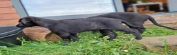 Lurcher dogs for sale: Greyhound x shepherd/collie  in Hungerford - Advert 3