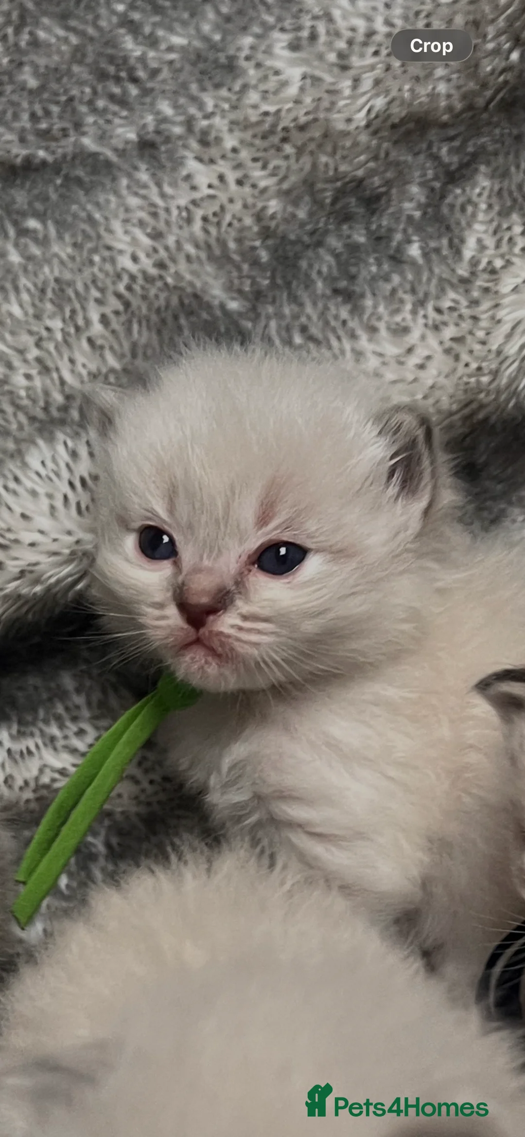 Ragdoll cats for sale: Gccf Luxury Seal Lynx Point Ragdoll Kittens  - Advert 5