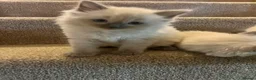Ragdoll cats for sale: Two girls and one Boy ragdoll kittens ready to go in Swansea - Advert 22
