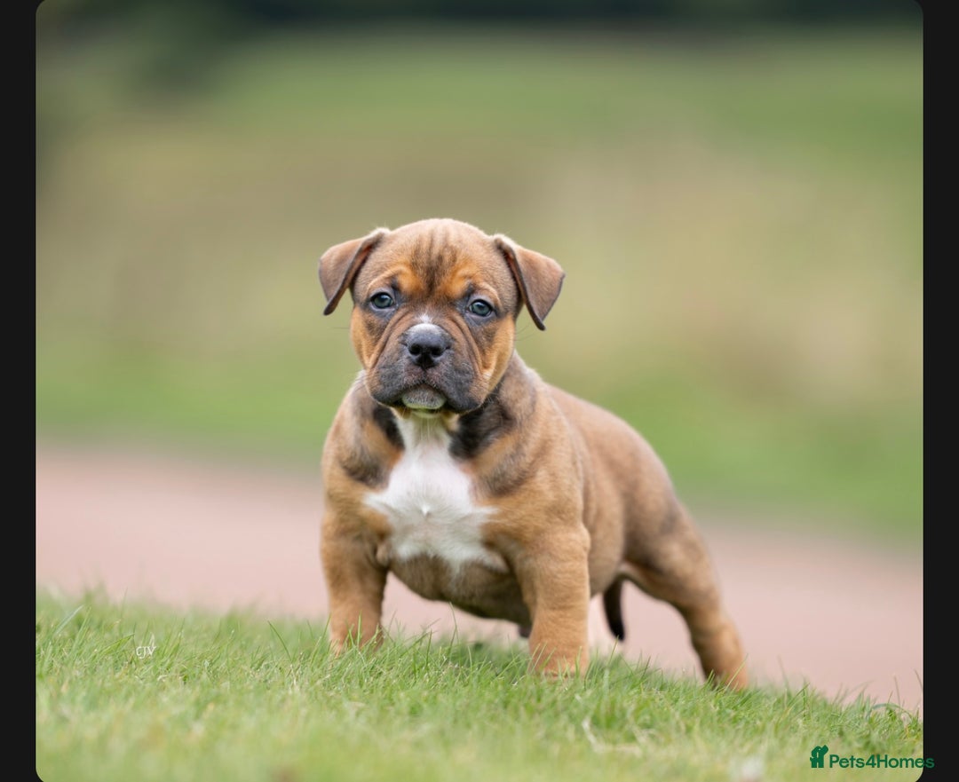 American Bully dogs for sale: RemmyXHienz litter 6 beautiful puppies  - Image 13