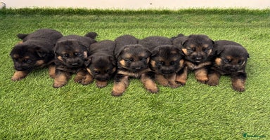 German Shepherd dogs - Advert 1