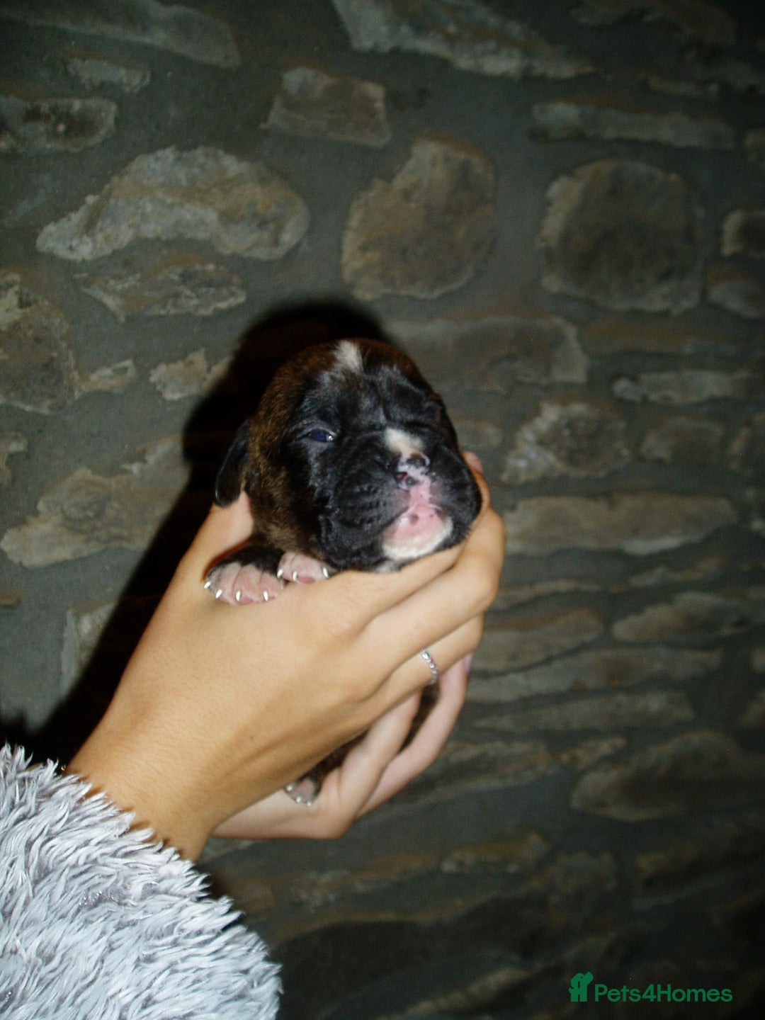 Boxer dogs for sale: Health Tested COI 1.5% KC Registered - Image 11