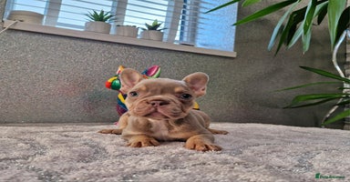 French Bulldog dogs - Advert 4