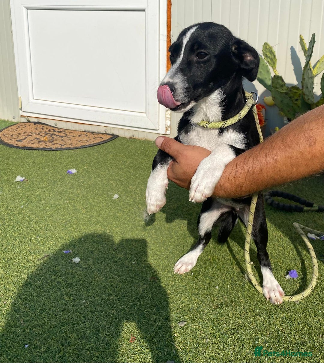 Mixed Breed dogs for adoption: Meet LUNA, a Lovely Puppy Girl - for a Loving Home - Image 36