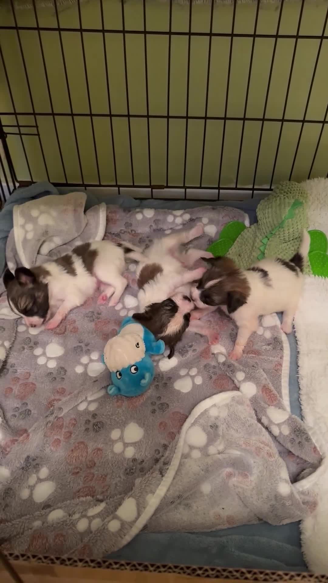 Papillon dogs for sale: Papillon puppies for sale in Watford - Video 1